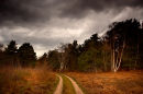 Walberswick Woods